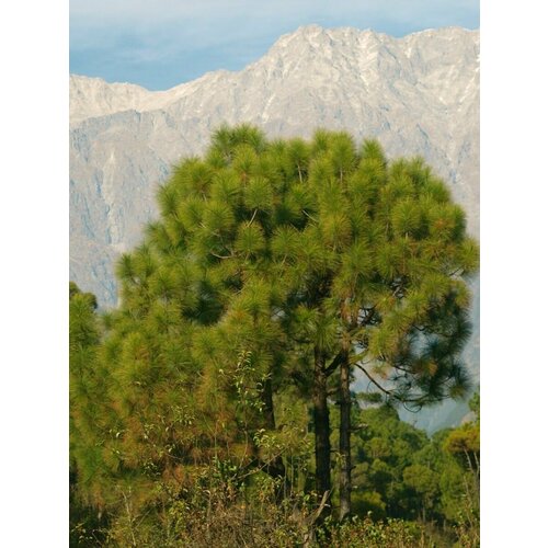       (Pinus longifolia roxburghii), 10   -     , -  