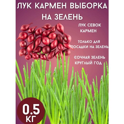 ���� ��� ������ �� ������ 0,5��