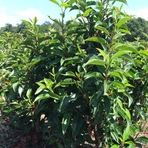 ���� ���������� ������������� ������������ (1 ������� � ������ 15-20 ��). Szkolka roslin A.M (������)