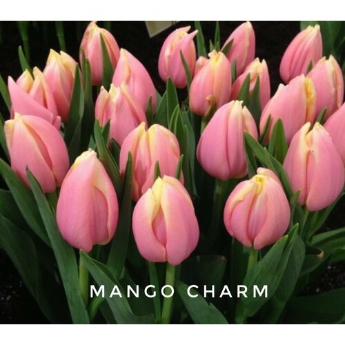 ���� �������� ����������� , �������� ���� MANGO CHARM (3 �����)