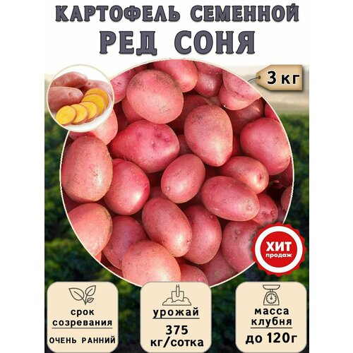 купить онлайн Клубни картофеля на посадку Ред Соня (суперэлита) 3 кг Очень ранний магазин - доставка и заказ по Москве, Санкт-Петербургу, СНГ и России