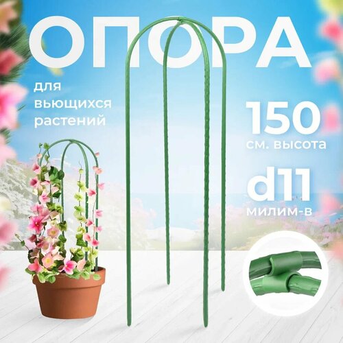 ���� ����� ��� �������� 