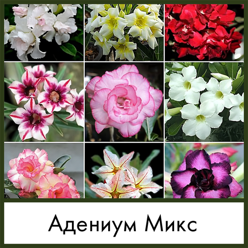          (Adenium obesum mix)  -     , -  