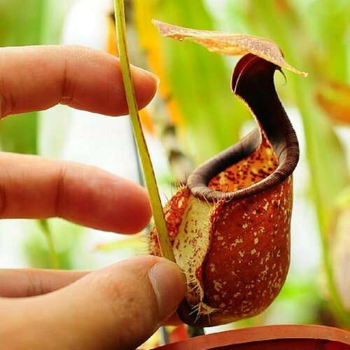    , Nepenthes Rafflesiana,  ,   -     , -  