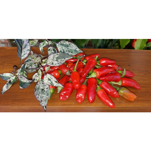        (Tricolor Variegated) / Seeds And Goods /   zip-lock   10   -     , -  