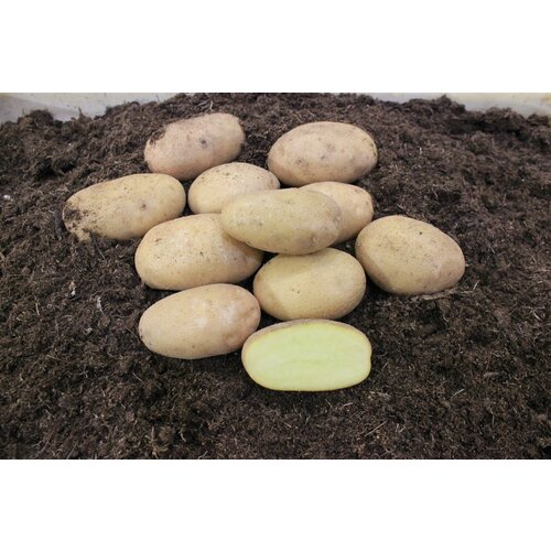 ���� ��������� �������� ������ (����������) (4 ��) ��������, ���������������, �������������