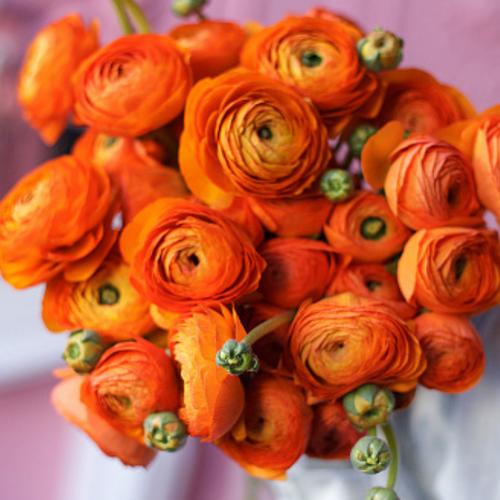 ���� �������� ������, ���� �����, ���������� ORANGE ( 10 ������� )