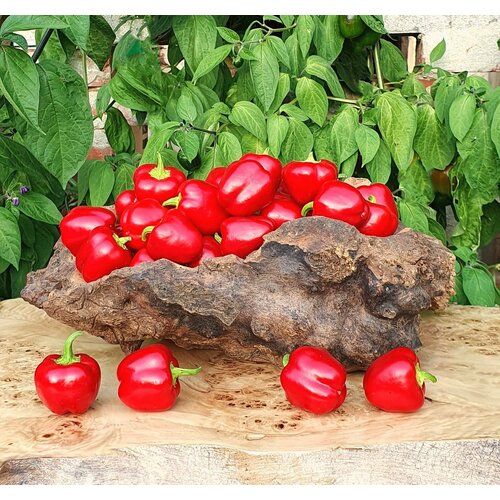         (Mini Bell Red) / Seeds And Goods /   15   -     , -  