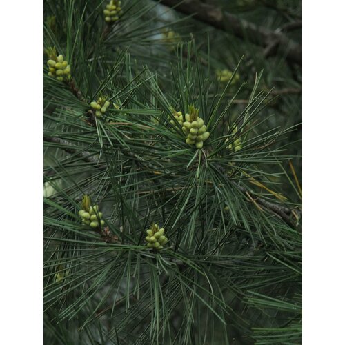      15. (Pinus gerardiana)  -     , -,   