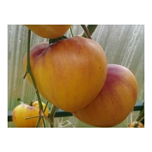 ���� ������������� ������ ������ ������� ������ ���������