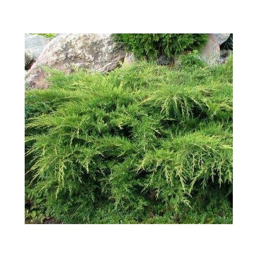 ���� ������������ ������� ��������� �������