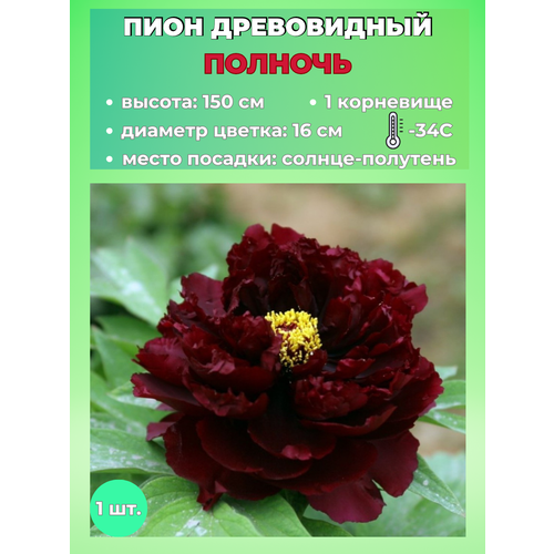 ���� ���� ����������� �������, ������� 1 �����