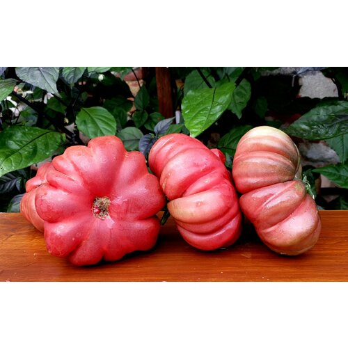 ���� ������ ������ ������� ���������� ������ (Zapotec Brown Flesh) / Seeds And Goods / � �������� zip-lock ��� ���������� 10 �����