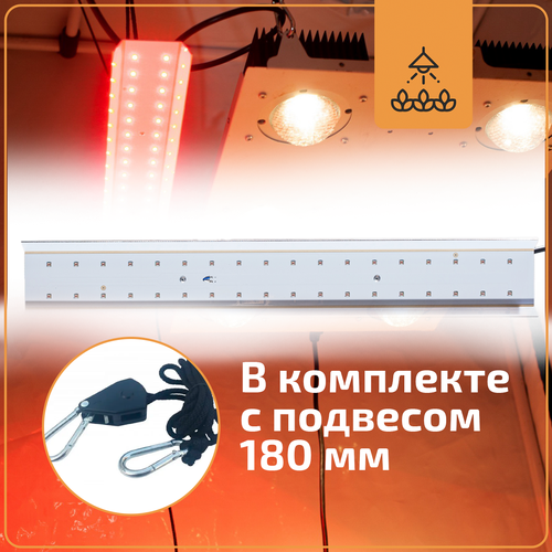    Rootster Add Light Red  -     , -,   