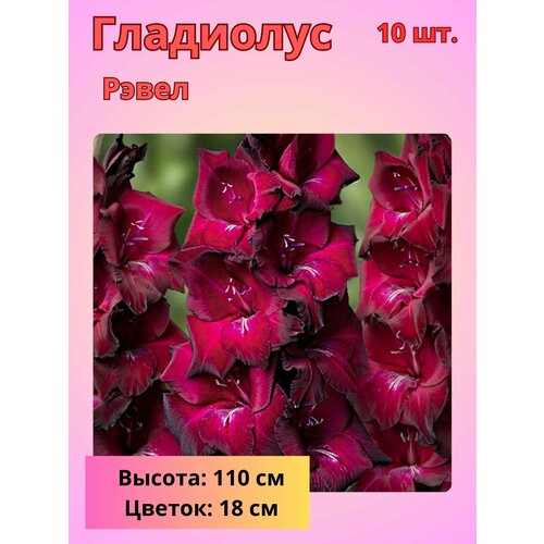 ���� ��������� ��������������� �����, �������� ����������