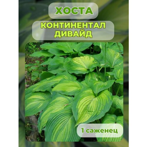 ���� ����� �������, ����� ��������� 1 �����