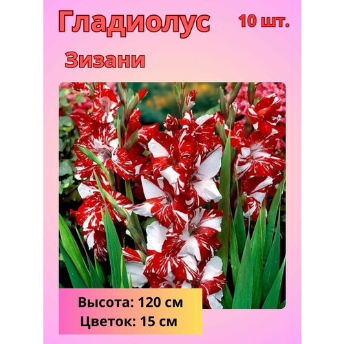 ���� ��������� ��������������� ������, �������� ����������