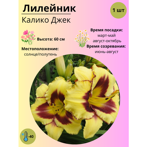 ���� �������� ������ ����, ����������� ����� / ������ 1 ��