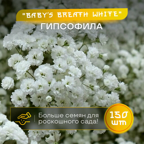    Baby's Breath,  150 , 