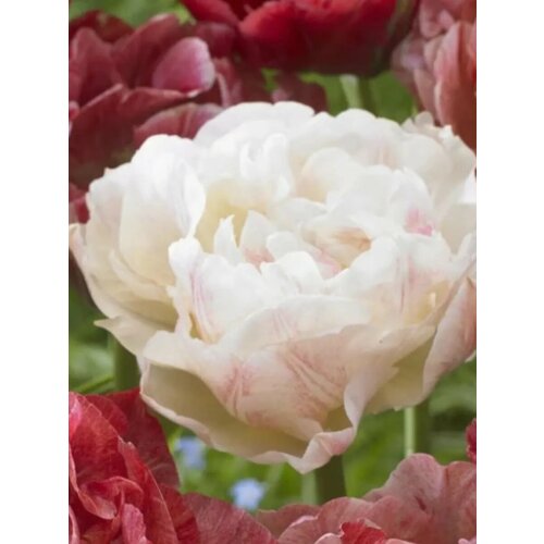 ���� �������� ������� ������� - 2 ��.