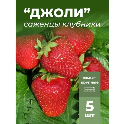 ���� �������� ����� ������������� ����� �������/��������� �������� 5 ��