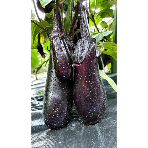 ���� ������ �������� ������� (Torpedo) / Seeds And Goods / � �������� zip-lock ��� ���������� 20 �����