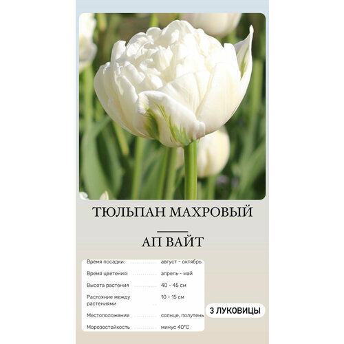 ���� ������� �������� ����������� ������