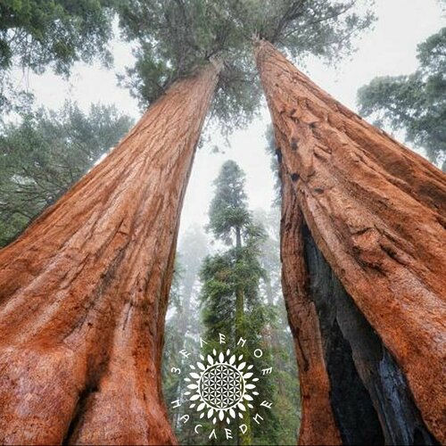 ���� ������ ������� - ��������� ������ (���. Sequoia) 20�� �� Green Legacy