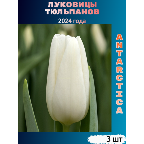 ���� �������� �������� Antarctica ( 3 ��)