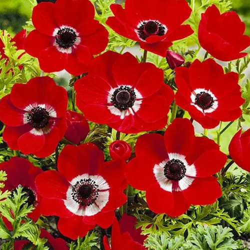   Anemone Hollandia ( 10  )  -     , -  