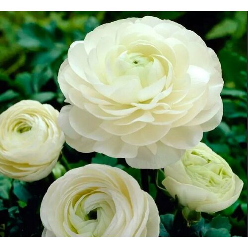 ���� ������� ����������� (�����) ����� 7��.