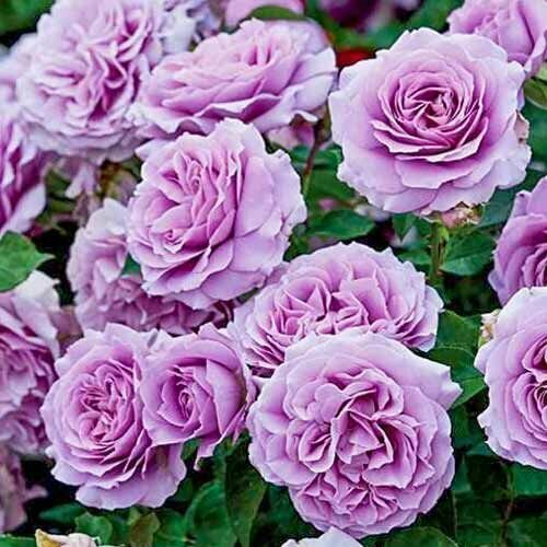 ���� ���� ���������� ��� ���� 2 ��