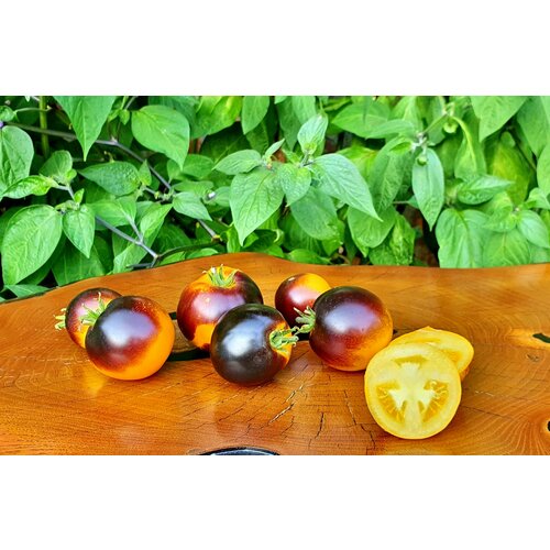       -   (Dwarf Project - Tomato Gondwana Moon) / Seeds And Goods /   zip-lock   10   -     , -  