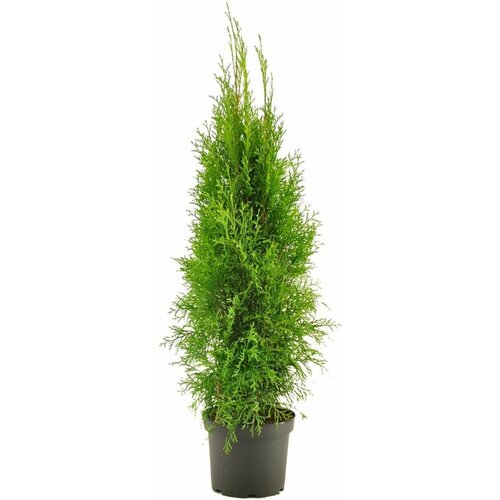 ���� �������� ��� �������� ������� 881444 �0,8 H15