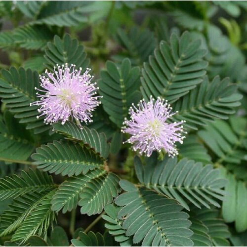      , Mimosa pudica 15 .  -     , -  