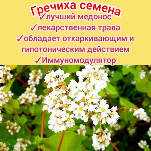 ���� ������� ���������� 100��, ������ �������� � ������, ��� ����/ �������, ������� ������� premium