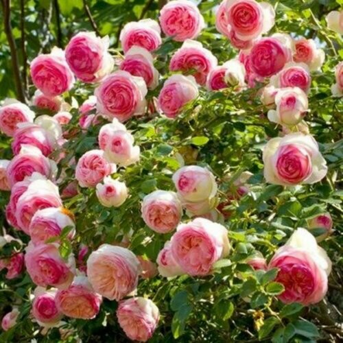 ���� ���� ��������� ���� �� ������ (Pierre de Ronsard), 1 ��, ����