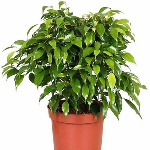      , Ficus benjamina 20 .  -     , -  