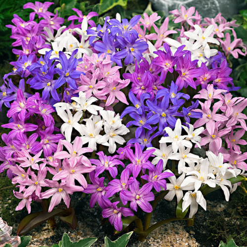 ���� ���������� mixed ( 10 �������)