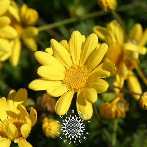    ,   (. Euryops pectinatus) 50 