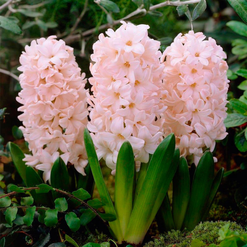 ���� ������� China Pink(2 ��������)