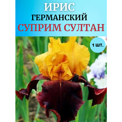 ���� ���� �������� ������ ������, ����������� �����