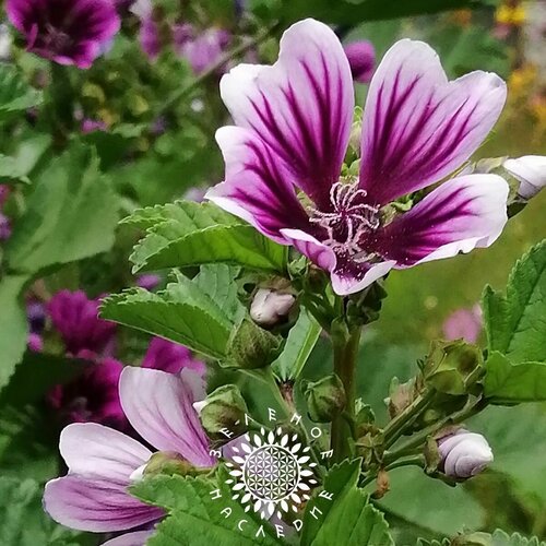      -   (. Malva sylvestris) 7   -     , -  