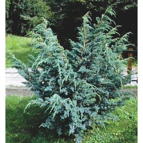 ���� ������������ ��������� ��� �����