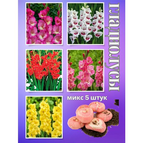 ���� ��������� ��������, ���� 5����