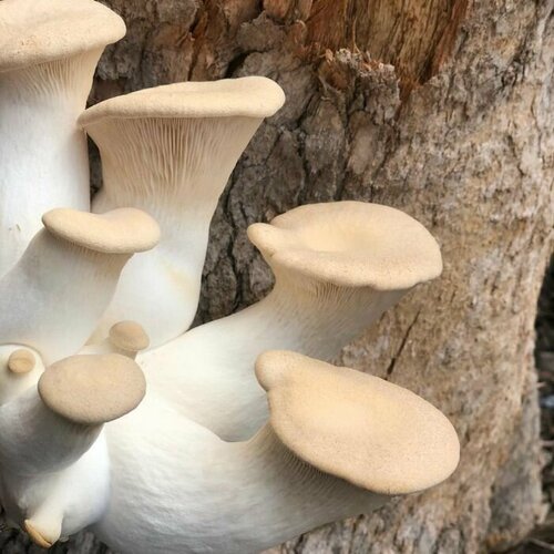 ���� ������� �����������