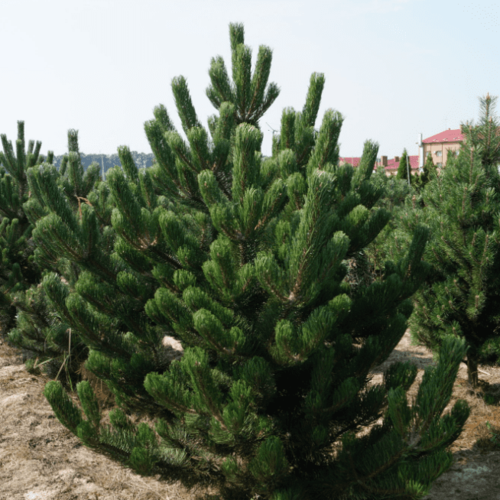 ���� ����� ������ (1 �������)