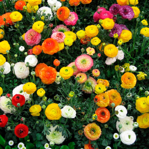 ���� �������� ������, �hipollino flowers, ���������� ����� ������ (30 �������)