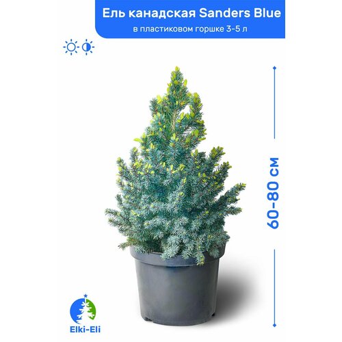     Sanders Blue ( ) 60-80     3-5 , ,     -     , -  