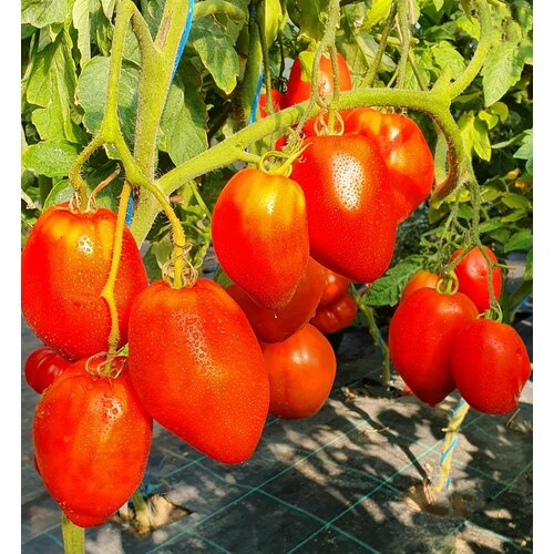     -- (San Marzano Redorta) / Seeds And Goods /   zip-lock   10   -     , -  